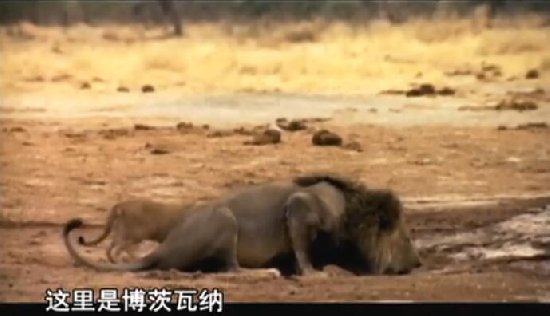 7只狮子偷袭大象 最后却被打得屁滚尿流(1)