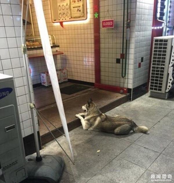 家里的二哈每天定点消失,主人一路跟踪看到了搞笑一幕