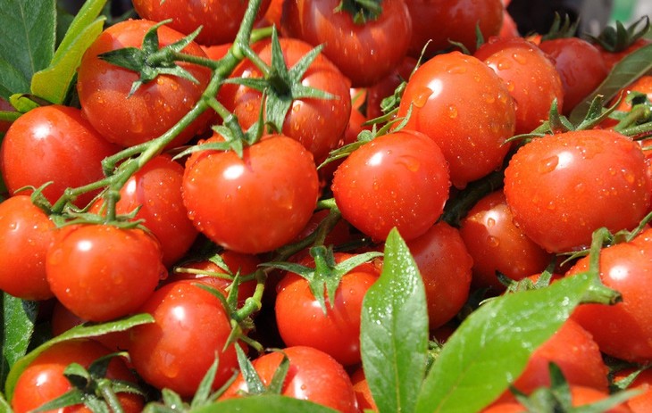 常吃西红柿可防皮肤癌 _亚健康