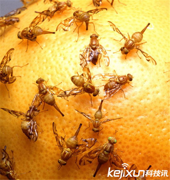 小心!这些恶心的虫子你们每天都在吃(3)