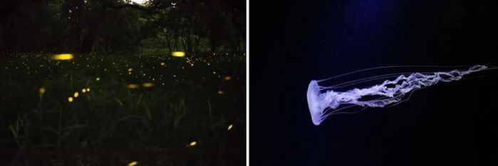擦亮眼睛，别被误导，权威科普荧光增白剂