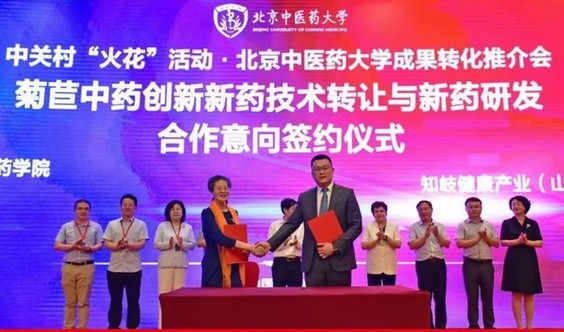 小小菊苣 亮相现代中医药发展大舞台