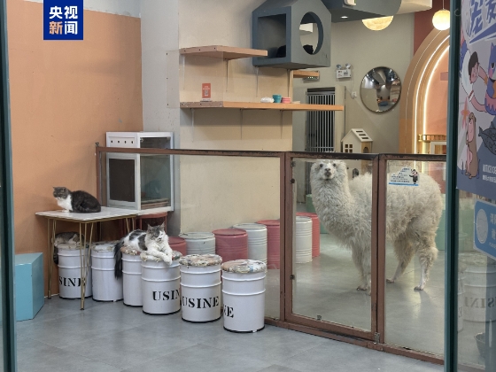 卡皮巴拉、羊驼入驻商场、写字楼 究竟暗藏哪些隐患？