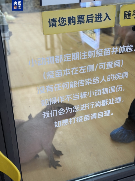 卡皮巴拉、羊驼入驻商场、写字楼 究竟暗藏哪些隐患？