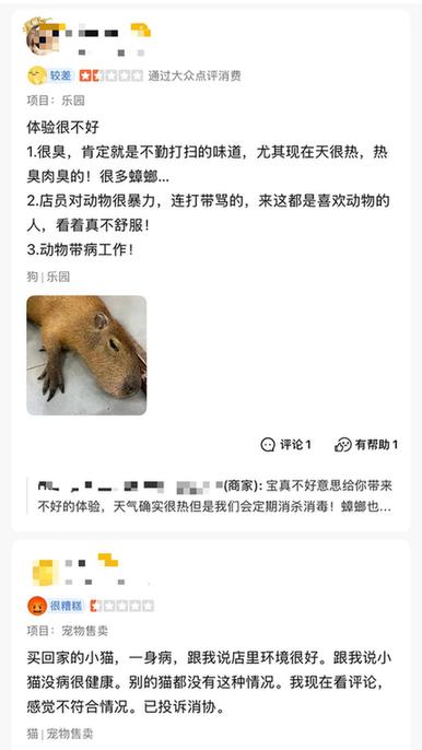 卡皮巴拉、羊驼入驻商场、写字楼 究竟暗藏哪些隐患？