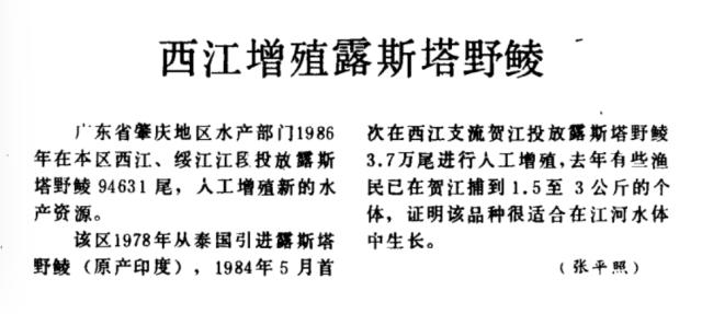“南亚鱼王”露斯塔野鲮：从丝绸之路走上滋补餐桌