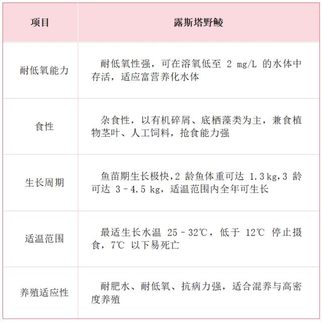 “南亚鱼王”露斯塔野鲮：从丝绸之路走上滋补餐桌