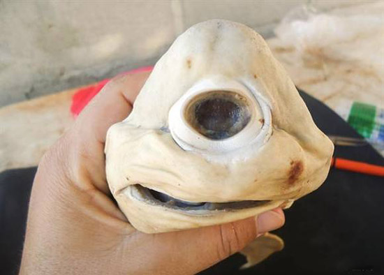 独眼鲨鱼