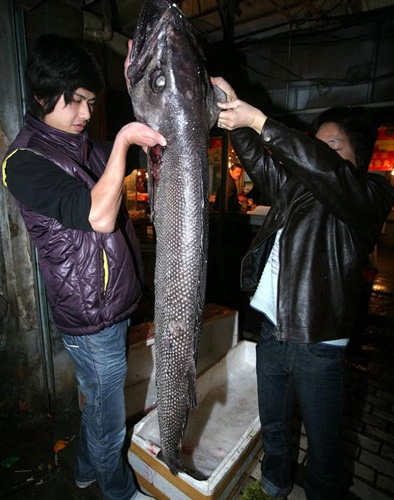 巨型食人鱼体内发现惊人秘密