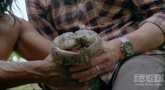 他们很快就发现了一条绿巨蟒