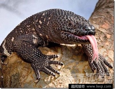 自然界致命10大毒蝎死神的朋友