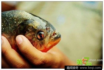 令人聞風喪膽的亞馬遜食人魚[4]- 中國日報網