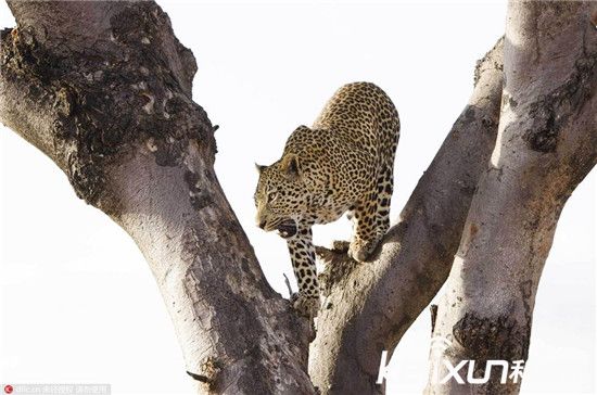 这只雄豹吃掉这只小豹的原因是想要和她的母亲交配.