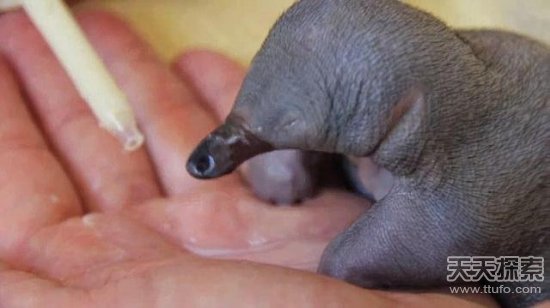 由于针鼹宝宝太过年幼,为了保全它的健康,保育员只能用滴管将牛奶滴在