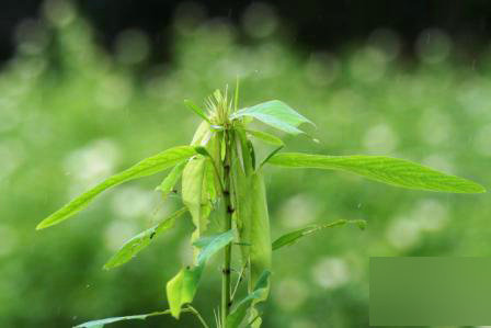 大王花朵尺寸称霸地球