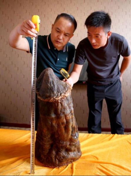 辽宁省北镇市医巫闾山惊现太岁(肉灵芝) 专家：或为极品