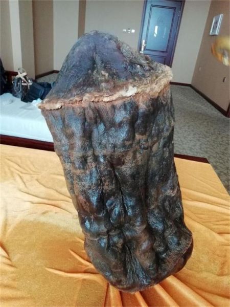 辽宁省北镇市医巫闾山惊现太岁(肉灵芝) 专家：或为极品