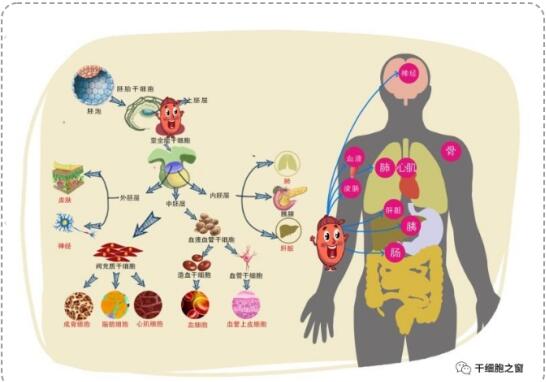 漫画图解:我们身体里的干细胞