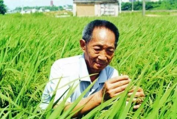 袁隆平院士携手丰惠肥业为超级水稻保驾护航
