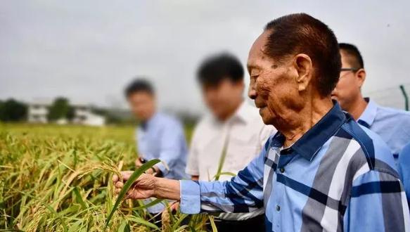 袁隆平院士携手丰惠肥业 为超级水稻保驾护航