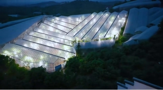 全产业链提升品质与价值 推动杨梅产业高质量发展