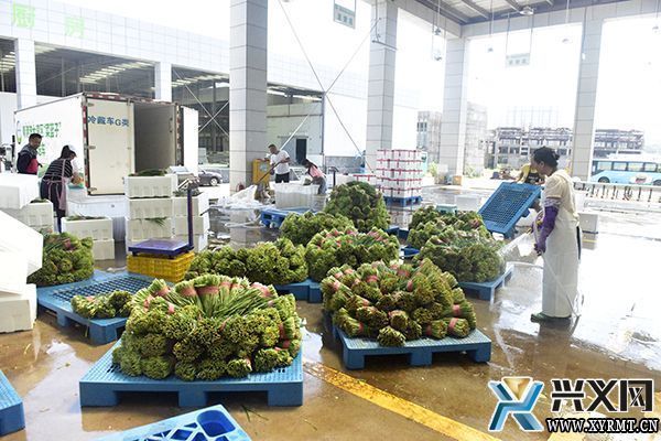 粤港澳大湾区“菜篮子”产品黔西南配送分中心打响黔西南蔬菜品牌(图1)