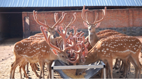 金融活水与科技匠心交融，解锁中医药产业升级新密码