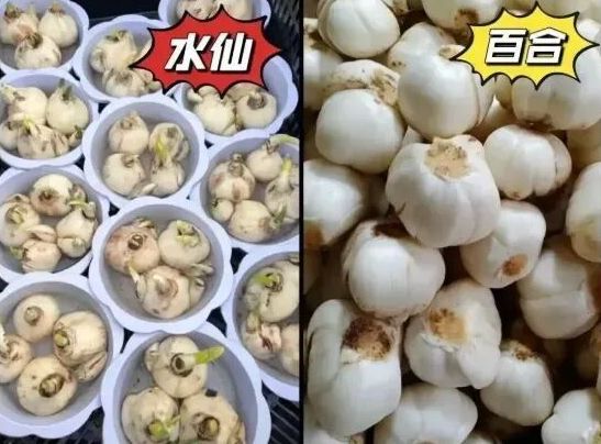 女子买的“八角”数出13个角,竟有剧毒!厨房里如有这些快扔掉