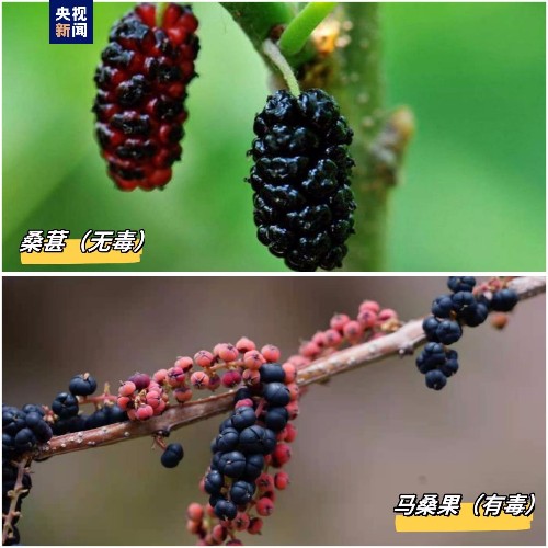 女子买的“八角”数出13个角,竟有剧毒!厨房里如有这些快扔掉