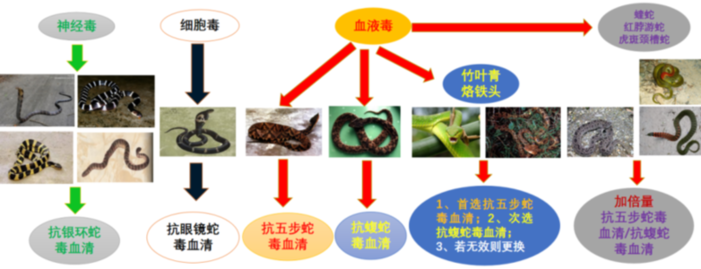 毒蛇咬伤急救指南