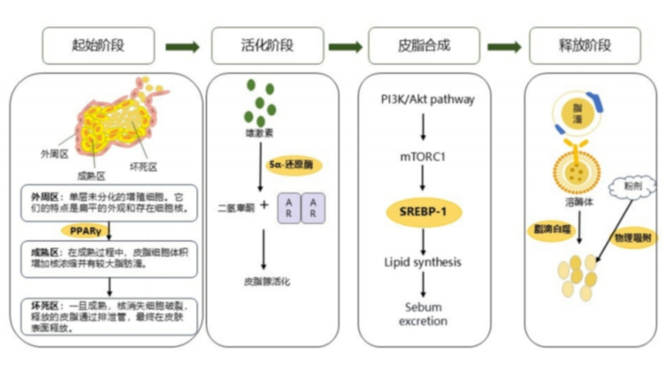 从源头到表面，探索构建皮脂代谢精准干预的新方向
