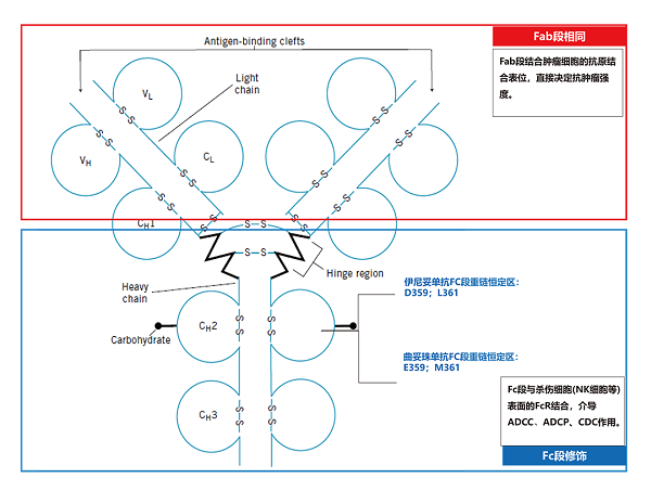 抗HER2治疗有了新选择