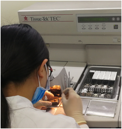 病理技师进行包埋操作