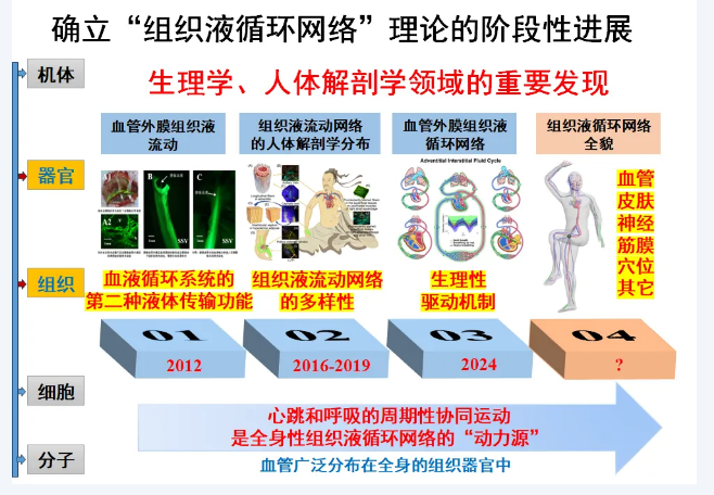 北京医院李宏义教授团队揭示心肺协同运动对血管外膜组织液循环网络的驱动作用
