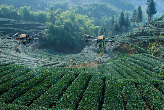 三茶统筹为念 数智科技为翼 三产融合为径 绘就雅茶产业高质量发展图景