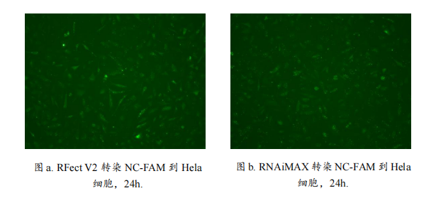 第二代新型 siRNA 转染试剂