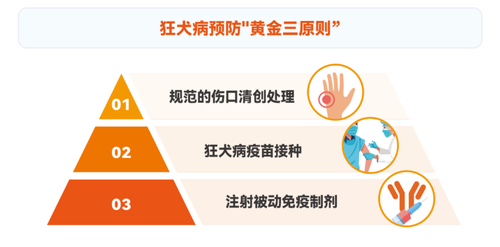 夏季犬伤进入高发期!专家提醒:规范处置“三步走”,缺一不可 图片1