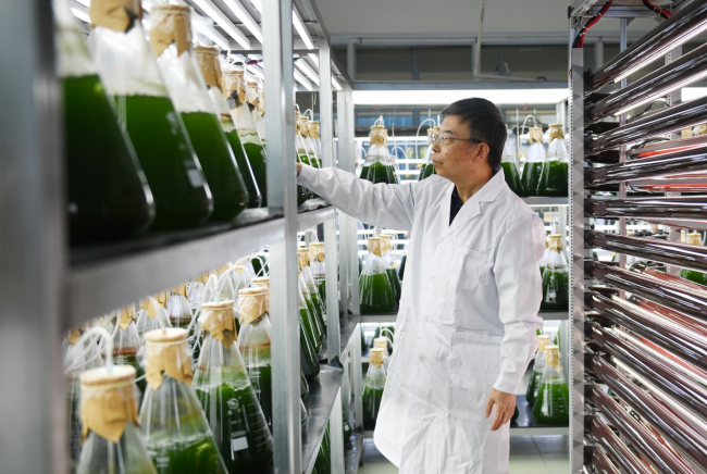 解锁微藻价值:种质创新推动生物制造产业发展